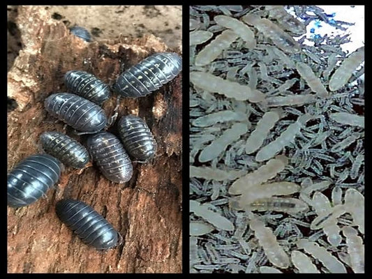 Vulgare Isopods, Roly Polys (Qty-25) & Springtails (8 oz Seeding Cuture) Combo Package, for Amphibian/Reptile/Invertebrate Bioactive Habitats, by Critters Direct