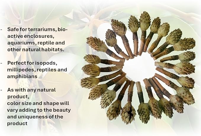 Small Magnolia Seed Pods, 24 Pack for Bioactive Enclosures, Terrariums, Aquariums, Reptiles, Amphibians, Isopods