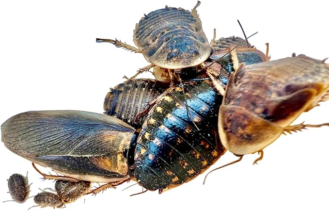 Mixed Sized Live Dubia Roaches 50 Ct | Sizes 1/4 inch, 1/2 inch, 1 inch |Reptile Food Live Arrival | Includes Dubia Roach Chow