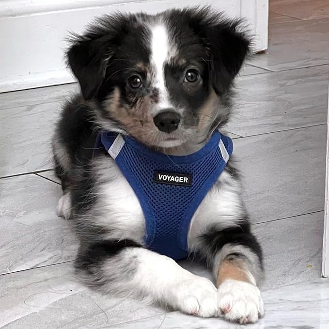 Best Pet Supplies Voyager Step-in Air All Weather Mesh Harness and Reflective Dog 5ft Leash Combo with Neoprene Handle, for Small, Medium and Large Breed Puppies - Set (Royal Blue), X-Large
