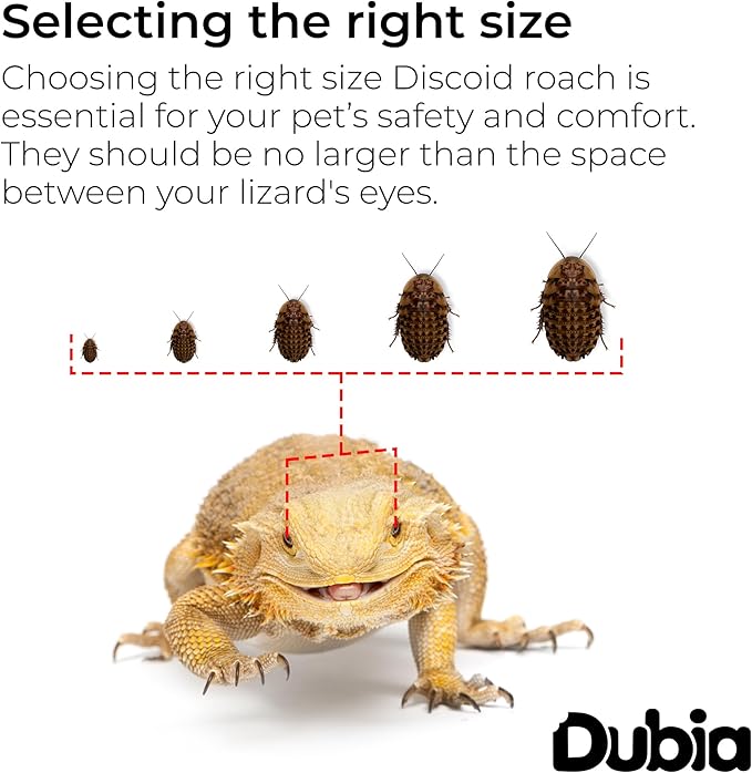 Dubia.com 50 Medium 1/2" 3/4" Discoid Roaches Live, Feeder Insect for Reptiles & Amphibians, NutrientRich Roach Bug, Manageable Size, Easy Care, Hardy Nature and No Odors