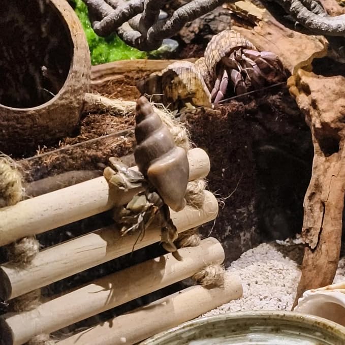 RUNANIA Crested Gecko Tank Accessories，Reptile Vines Plants with Coconut Shell Ladder Hideout Hermit Crab Decor for Bearded Dragon Lizard Chameleon Tortoise Snake