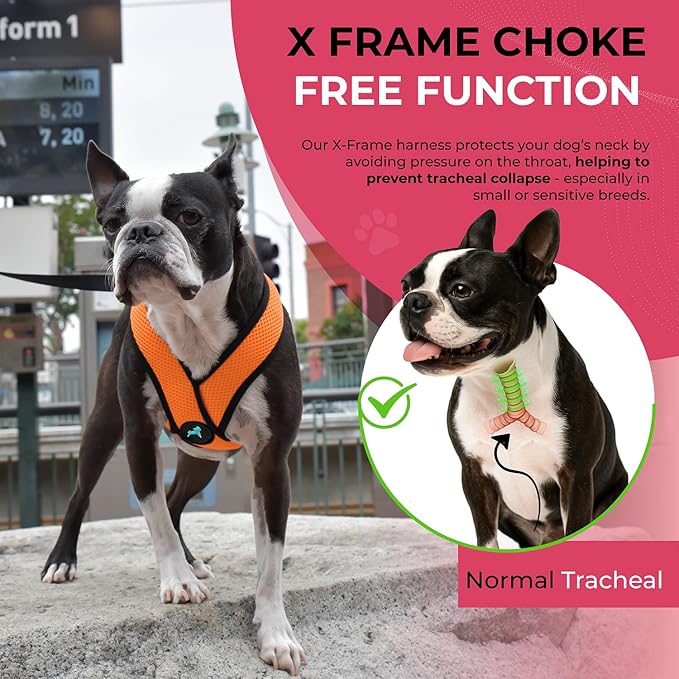 Gooby Comfort X Head in Harness - Orange, Large - No Pull Small Dog Harness, Patented Choke-Free X Frame - On the Go Dog Harness for Medium Dogs No Pull or Small Dogs for Indoor and Outdoor Use