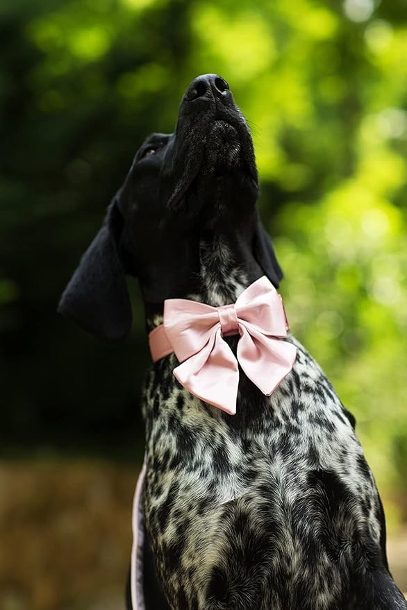 Lionet Paws Bowtie Dog Collar - Comfortable Silk Dog Collar with Detachable Bow Tie for XLarge Dogs, Neck 16-26 Inches