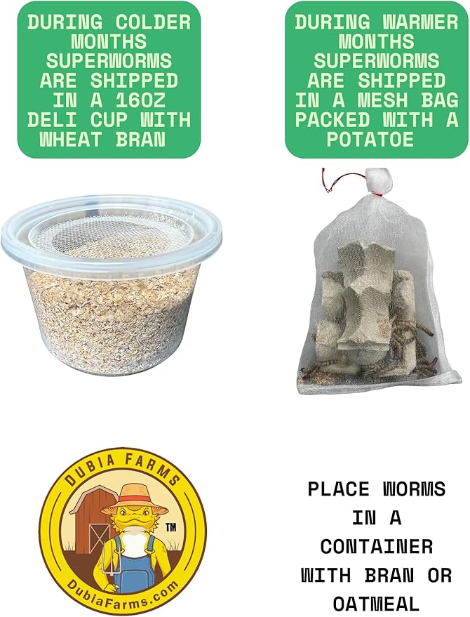 100ct Live Superworms - Kingworms- Live Arrival Guarantee