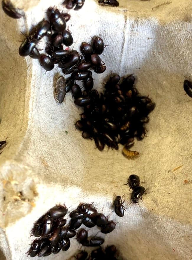Lesser Mealworms and Buffalo Beetles (Adult, 100, Count)