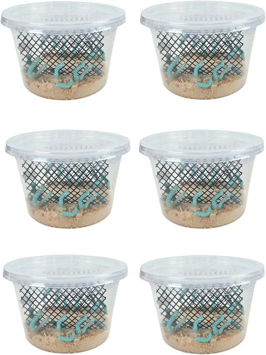 Josh's Frogs Hornworms Habitat Cup (12x6 Count Cup)