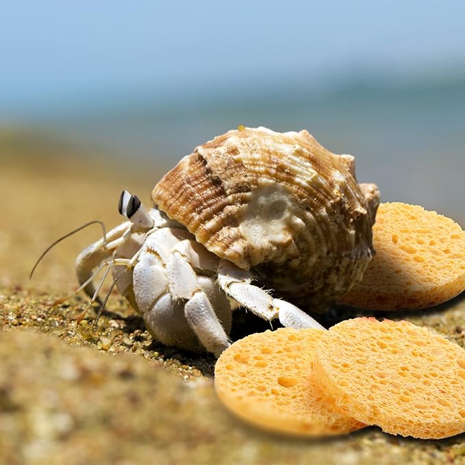 12 Pieces Hermit Crab Sea Sponges - Unbleached Supplies for Maintaining Tank Humidity - Pet Accessories Providing Nutrients