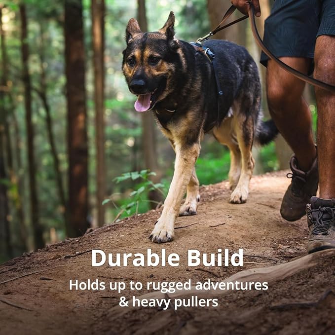 Ruffwear, Front Range Dog Harness, Reflective Soft Padded Everyday Harness with Dual Leash Clips, Adjustable and Lightweight Fit for Training or Walking for All Dogs, Coastal Mountains, Large/X-Large