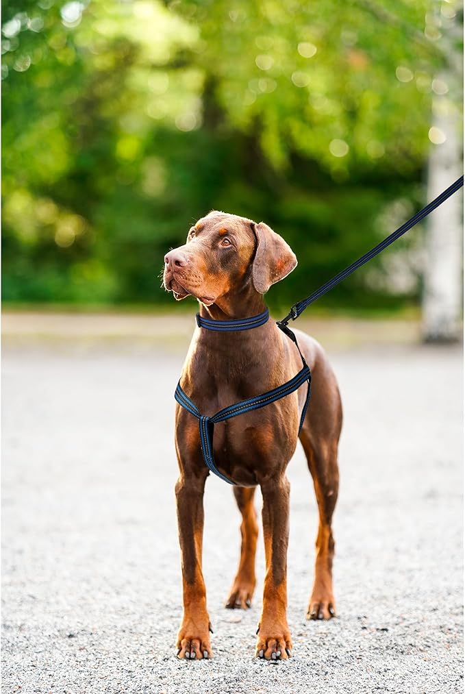 Mile High Life Night Reflective Double Adjustable Band Nylon Small Puppy Pet Dog Combo Collar Leash and Harness Set (Reflective Stripe Blue, Large (Pack of 3))
