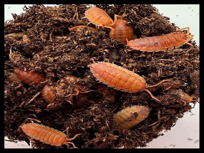 Orange Isopods (Qty-25+), for Amphibian/Reptile/Invertebrate Bioactive Habitats, by Critters Direct