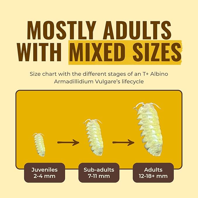Creation Cultivated 12+ T+ Albino Armadillidium vulgare Isopods Live - Live Bugs for Bioactive Terrarium, Vivarium Clean-up Crews, and Reptile Food - Easy-Care Isopods for Terrarium