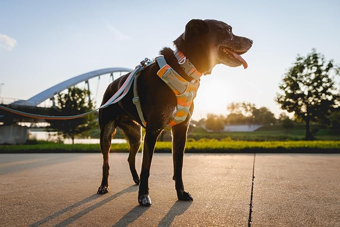 Ruffwear, Front Range Dog Collar, Adjustable Tubelok Webbing, Lightweight, Side Release Buckle, Aluminum V-Ring, Durable for Everyday Use, Basalt Gray, 20"-26"