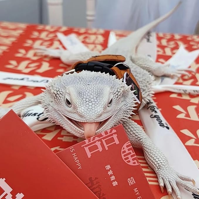 Bearded Dragon Harness Leash Set Harness 3PC S/M/L Soft Leather Vest Outdoor Walking Control Traction Rope for Lizard Reptile Iguana Gecko (Brown)