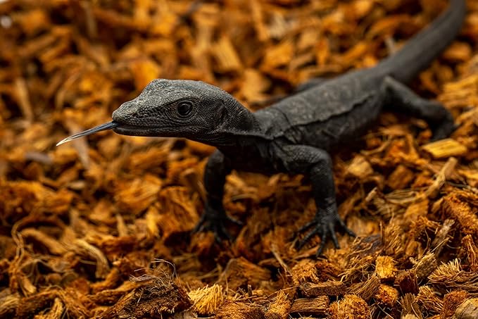 RediChip Reptile Bedding Loose Medium Coconut Chip Substrate 12 Quart Coco Husk Mulch for Snake and Gecko Habitat, Ball Python Terrarium, Lizard and Turtle Tanks, Tortoise Enclosure