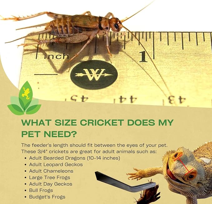 Josh's Frogs 3/4"" Banded Crickets (1000 Count)
