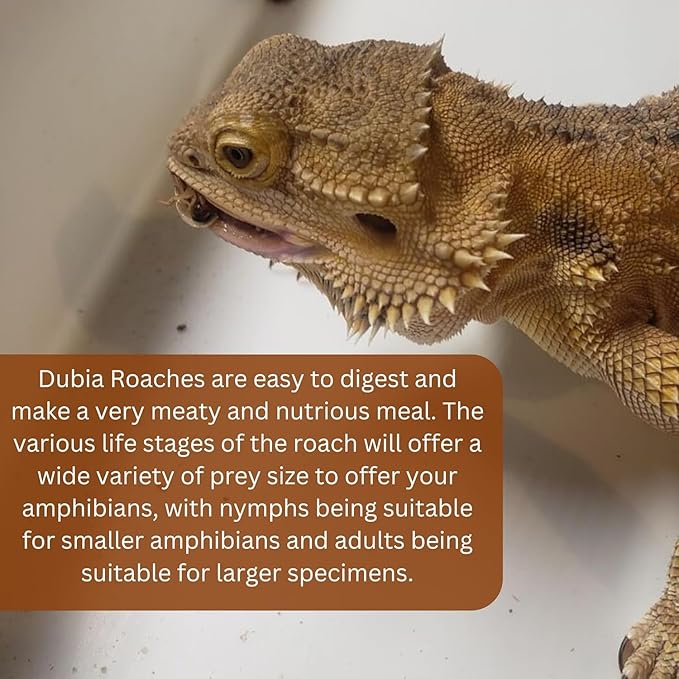 100 Medium Live Dubia Roaches in Container Live Reptile Food for Bearded Dragons Turtles Lizards Frogs & Toads Feeder Insects