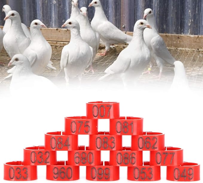 Tiiyee Pigeons Leg Ring, 100Pcs Plastic Bird Identify Clip Ring Poultry Markers Foot Ankle Training Identification Bands for Ducks Chicks Chicken Guinea Pigeons Goose Bantam Finch Lovebird Quail(12mm)