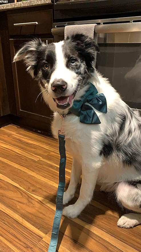 Lionet Paws Bowtie Dog Collar - Comfortable Silk Dog Collar with Detachable Bow Tie for Puppy and Cat, Neck 8-12 Inches