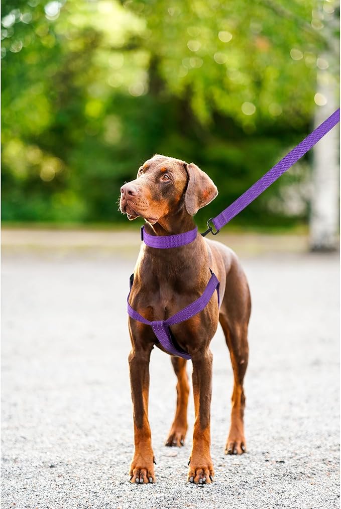 Mile High Life Night Reflective Double Adjustable Band Nylon Small Puppy Pet Dog Combo Collar Leash and Harness Set (Reflective Solid Purple, Large (Pack of 3))