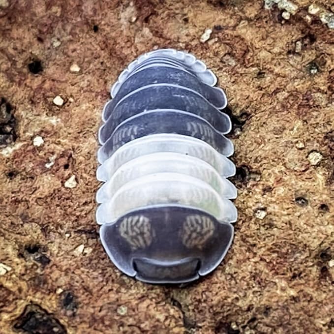 Creation Cultivated 12+ Cubaris Panda Isopods Live - Live Bugs for Bioactive Terrarium, Vivarium Clean-up Crews, and Reptile Food - Easy-Care Isopods for Terrarium