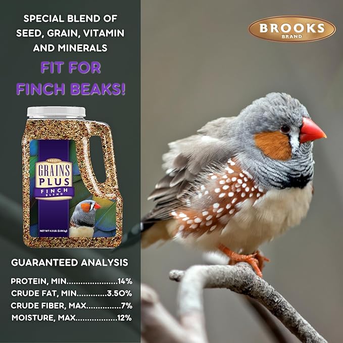 Grains Plus Finch Blend Bird Food, Nyjer Seeds, Finches Bird Seed Mix, Gold Finch Niger Seeds for Birds, Finches Food for Indoor Birds (4.5 lbs)