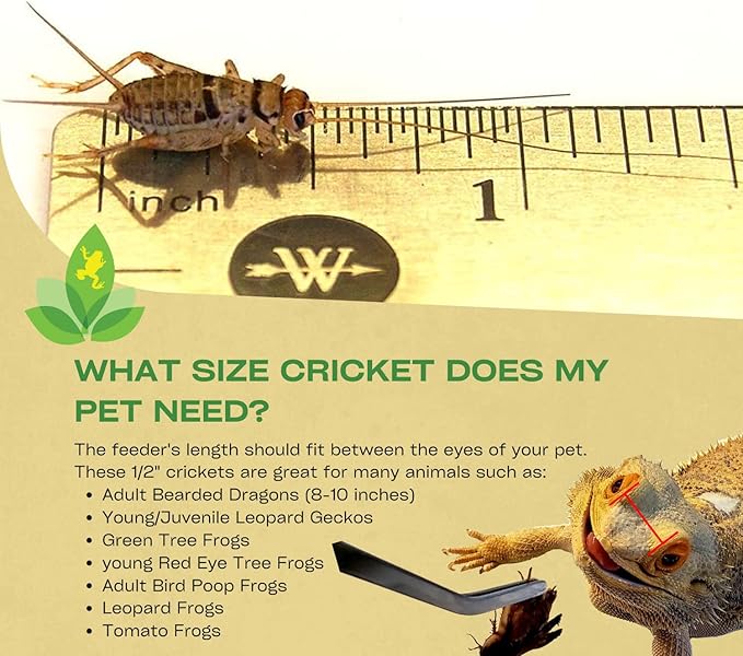 Josh's Frogs 1/2" Banded Crickets (500 Count)