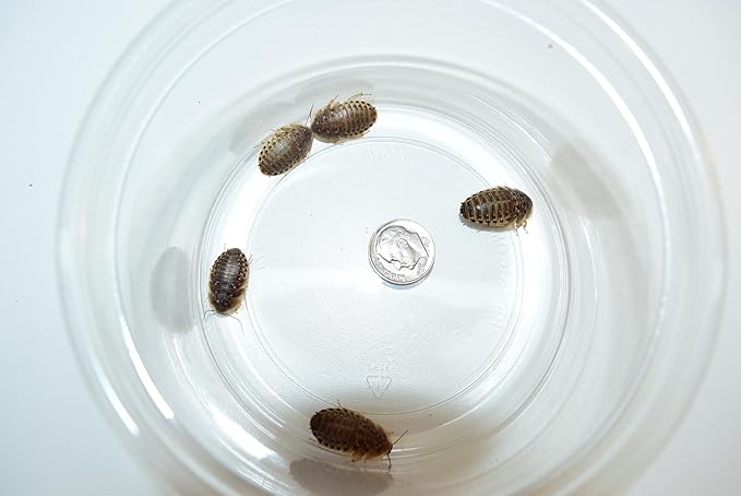 150 Medium (~1/2 in) Dubia Roaches for Reptiles. Amphibians, Arachnids