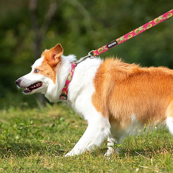 azuza Dog Collar and Leash Set, Pineapple Patterns on Nylon Collar and Matching Leash, Great Option for Medium Dogs
