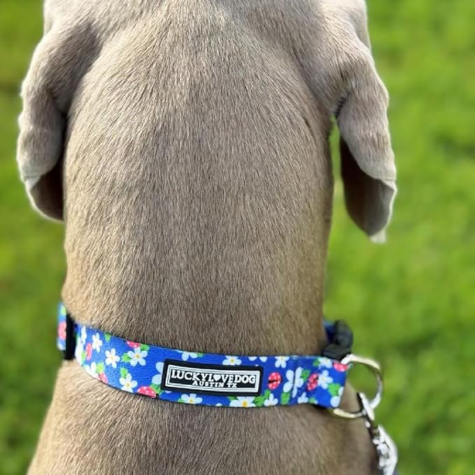 Lucky Love Dog - Adjustable Dog Collar with Easy Click Buckle for Small Ones, Durable, & Comfortable for Male & Female Dogs, Pet Collar for Puppies & Adult Dogs - Lilian, XS