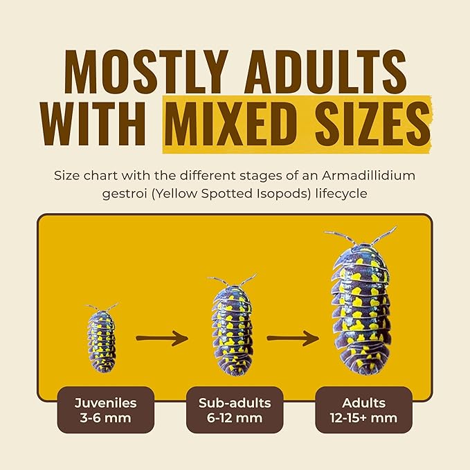 12+ Armadillidium Yellow Spotted Gestroi - Live Isopods for BioActive Terrariums, Vivarium Clean-up Crews, and Reptile Food