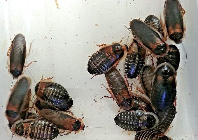 Adult Dubia Roaches 20 Females and 10 Males 30 ct