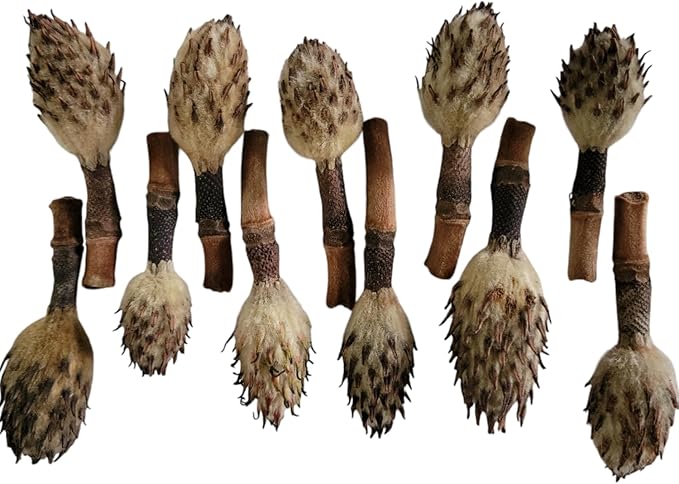 Small Magnolia Seed Pods, 24 Pack for Bioactive Enclosures, Terrariums, Aquariums, Reptiles, Amphibians, Isopods