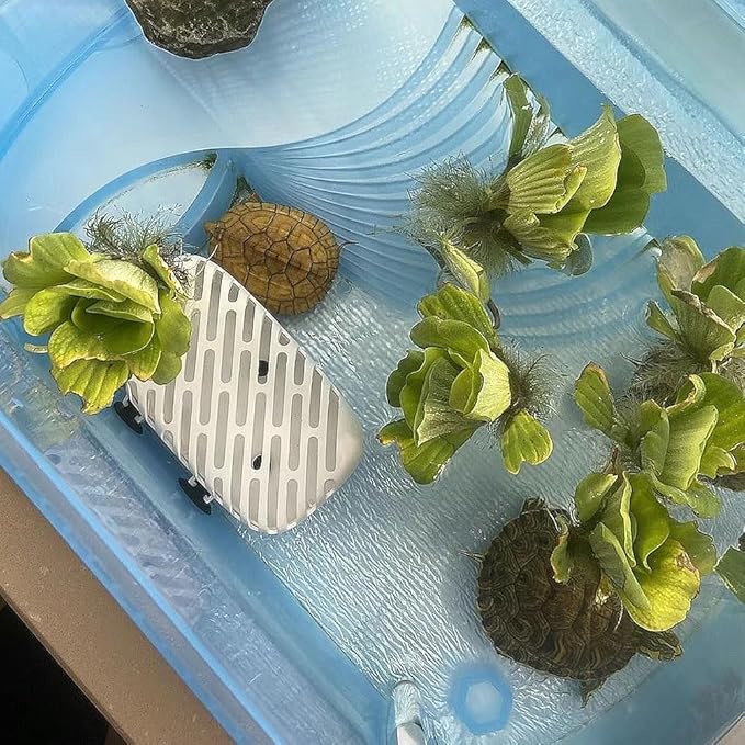 2pcs Turtle Tank Collector,Toilet Keep Tank Cleaning with Suction Cups Reptile Waste Container for Breeding Box Small Animals (2pcs White)