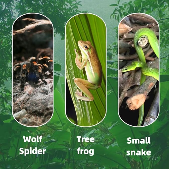 Jumping Spider Terrarium, Reptile Tank Habitat with Locking Acrylic Feeding Box for Tarantula, Isopod, Gecko, Snake (12x8x6)