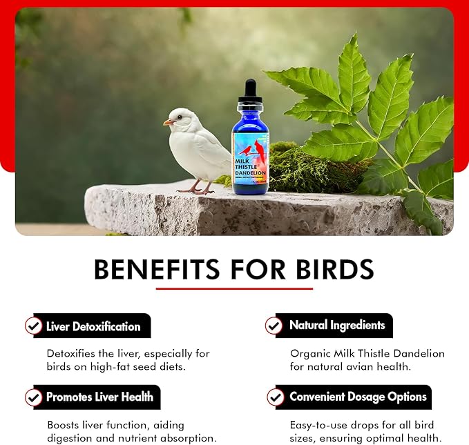 Morning Bird Milk Thistle & Dandelion Extract 1 fl oz – Organic Herbal Supplement for Birds – Supports Liver Health & Natural Detox – Suitable for All Bird Species