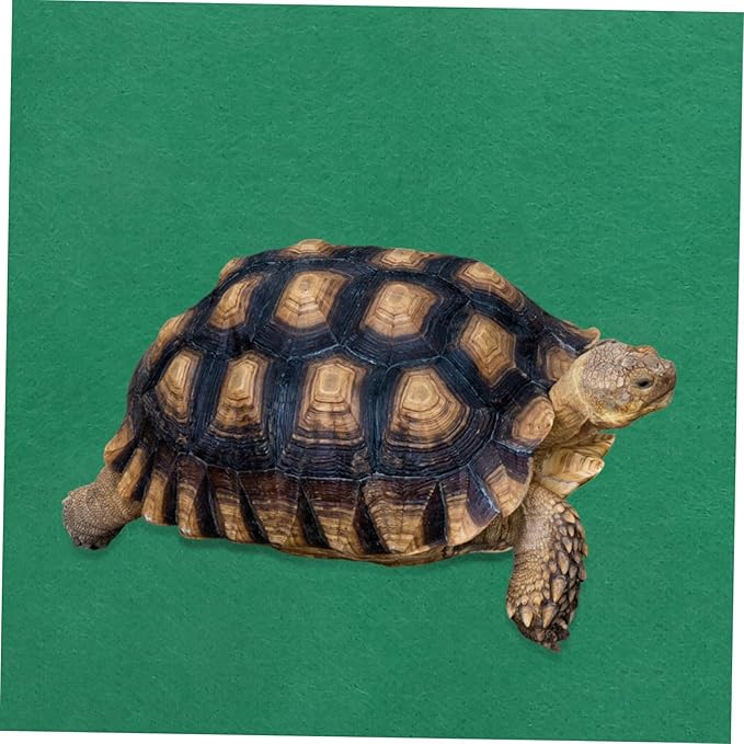 Happyyami Reptile Warm Pad for Tortoises and Lizards Non- Cushion for Climbing and Sleeping for Reptile Habitats