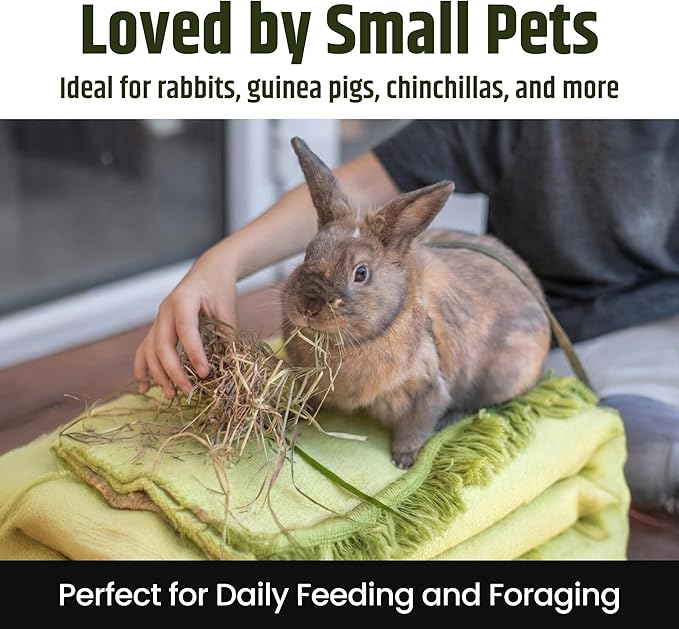 High Desert 2nd Cutting Timothy Hay for Rabbits, Guinea Pigs, Chinchillas and Small Pets, Soft Leafy for Daily Feeding and Digestive Health, Natural Rabbit Food and Guinea Pig Hay for Hay, 16 Lb Box