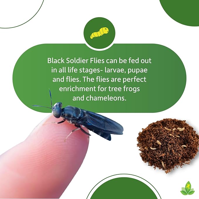 Josh's Frogs Black Soldier Fly Larvae (50 Count - Medium)