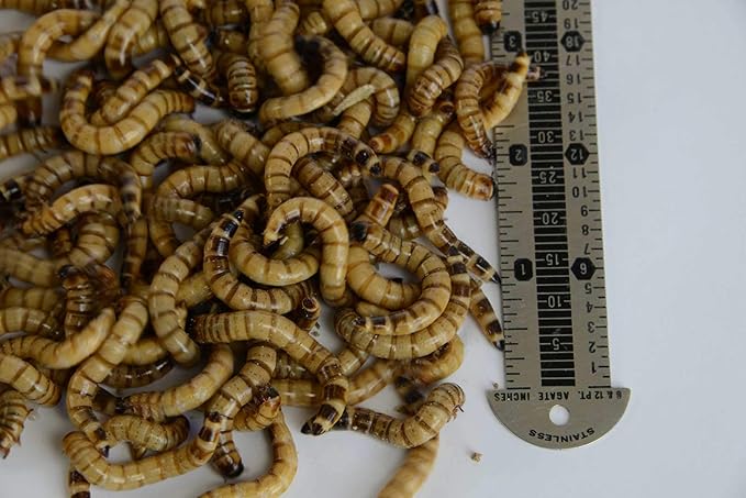 Brand - 300 - Live Superworms - Kingworms - Zophobas Morio