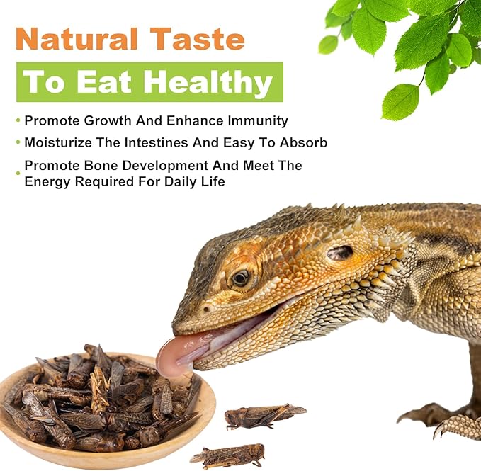 Dried Grasshoppers for Reptiles - All Natural High Protein Insect Treats for Bearded Dragons, Turtles, Geckos, Lizards, Hedgehogs & Birds (3.5oz)