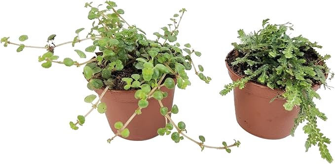 Josh's Frogs Tarantula Vivarium Bioactive Plant Kit (3x3x6 Terrarium)