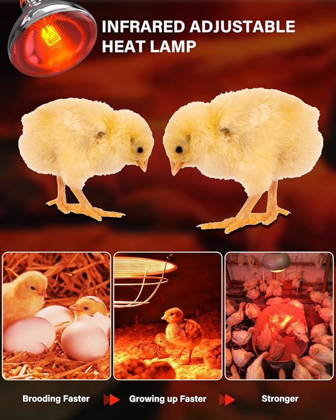 Heat Lamp Bulbs for Chickens Coop Brooder,250 Watt Reptile Heat Lamp Bulb Infrared Red Light for Chicks,Birds,Ducks,Dogs,Cats (Heating Lamp Not Included)
