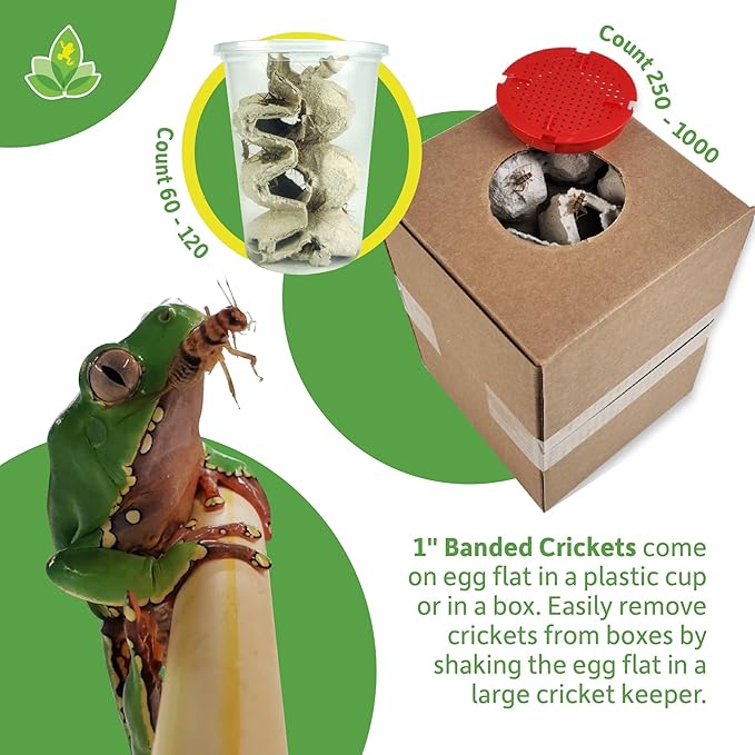 Josh's Frogs 1" Large Adult Banded Crickets (500 Count)