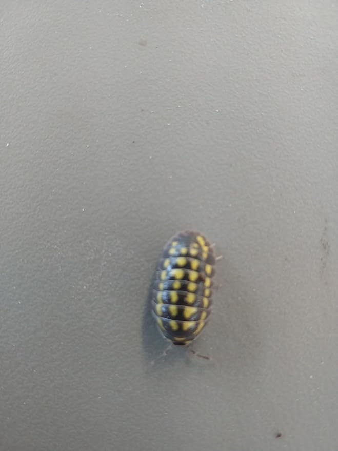 5 Live Armadillidium Gestroi Isopods, Roly Poly Insects, Bioactive Terrarium, Vivarium, Clean up Crew, Reptiles, Amphibians