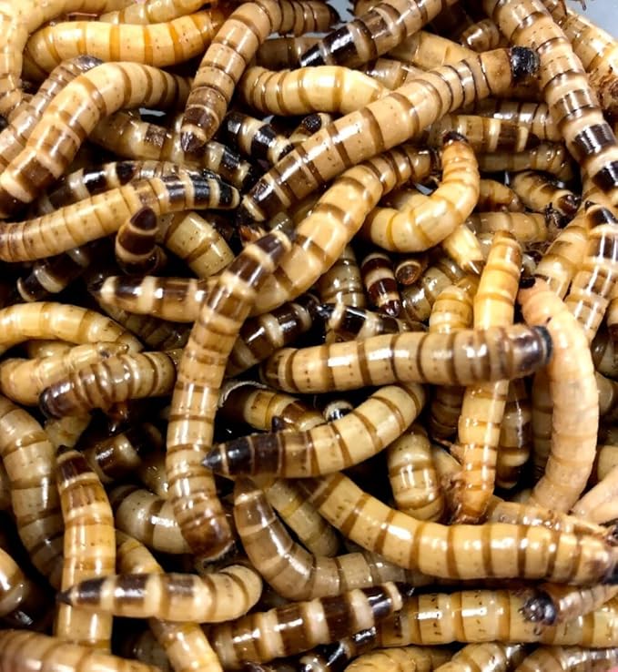 Large Superworms (Large, 50, Count)