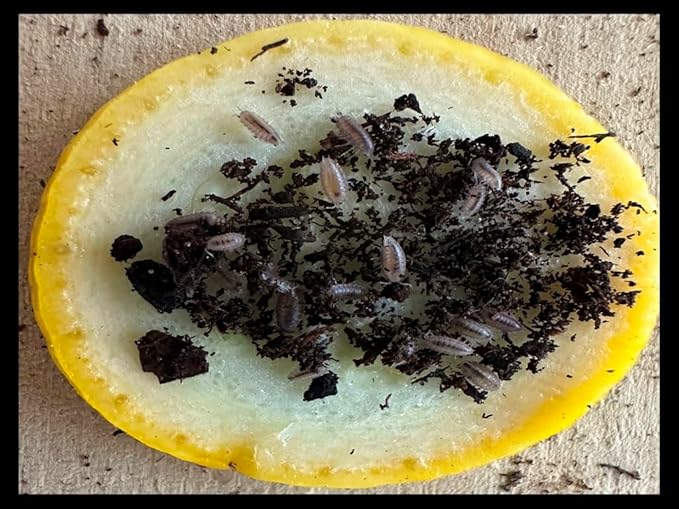 Dwarf Purple Isopods (Qty-50), for Amphibian/Reptile/Invertebrate Bioactive Habitats, by Critters Direct