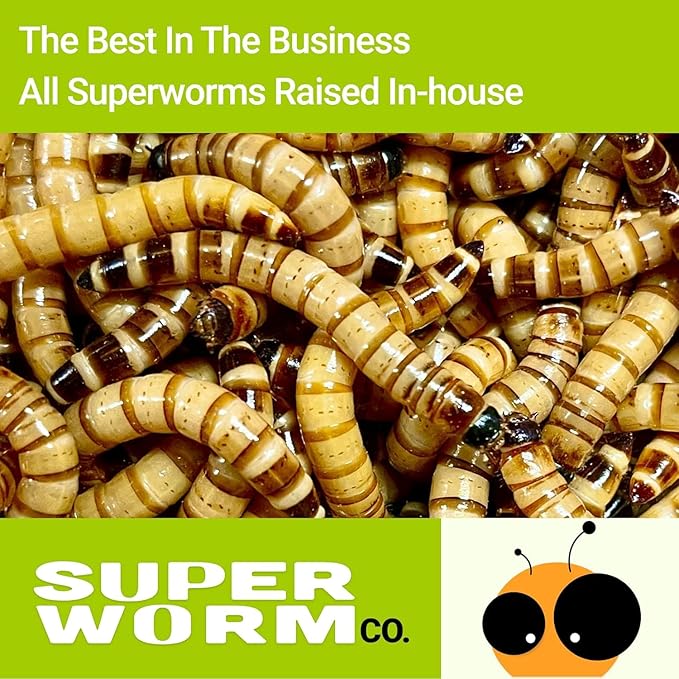 300 Live Superworms Superworm CO - Live Superworms - 300 ct - Large