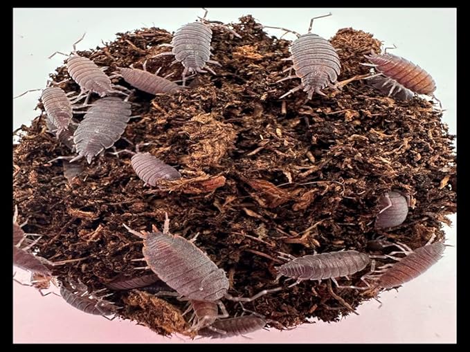 Powder Blue Isopods (Qty-20) & Springtails (8 oz Seeding Cuture) Combo Package, for Amphibian/Reptile/Invertebrate Bioactive Habitats, by Critters Direct