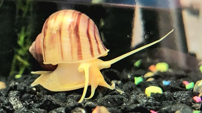 Dehydrated Freshwater Snail Food Treat,Snello,15% Calcium,Spirulina,Krill ADS (1oz)